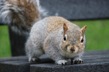 Squirrel Close-Up sitting on a bench