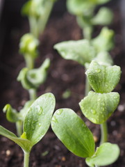 A home grown pumpkin sprouts on a window sill.