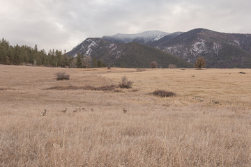 Large grass pasture with cattle fencing in front of tree covered mountain range