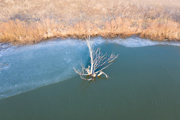 A lonely tree grows from the water among the ice on the river. Drone view