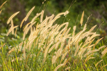 Bushy tall grass in nature in sunlight