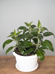 Small medicinal plants Kalanchoe in a white flowerpot.On a gray background.