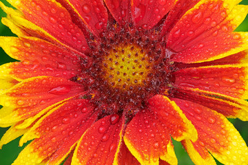 Close-up of a an Indian blanket with raindrops showing its textures, patterns and details