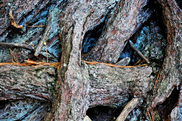 Gnarled roots of a tree