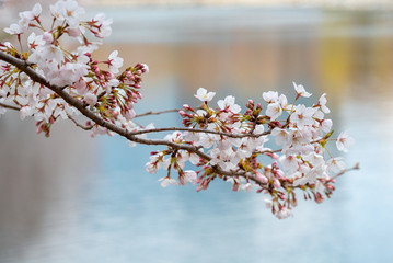 Closeup view of cherry blossoms.