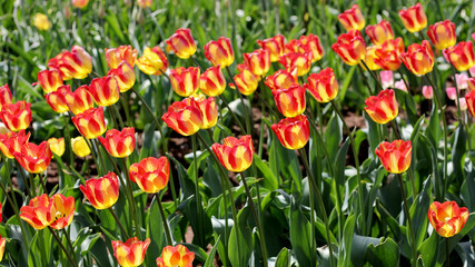 Yellow red tulip flowers on a sunny day