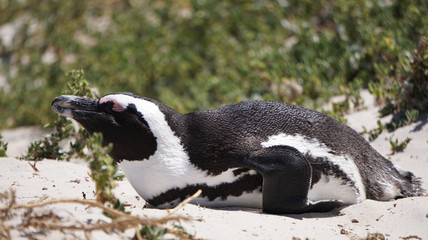 Cute baby South African penguin shedding in Boulders beach near Cape Town south Africa