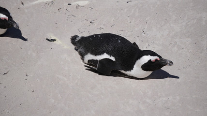 Fototapeta premium Cute baby South African penguin shedding in Boulders beach near Cape Town south Africa