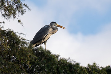La garza real (Ardea cinerea)​ o airón​ es una especie de ave pelecaniforme de la familia Ardeidae 