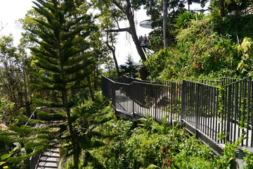 Weg mit Geländer im tropischen Regenwald Penang Hill