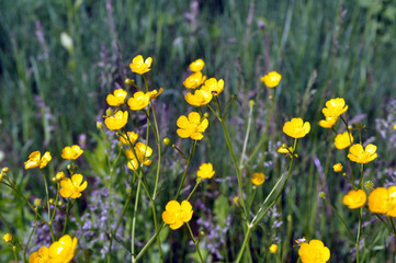 Obraz premium Buttercup (Ranunculus) blooms in nature