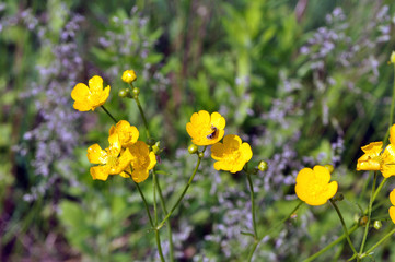 Buttercup (Ranunculus) blooms in nature