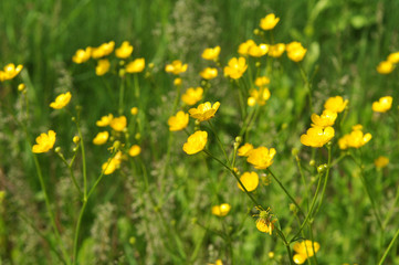 Buttercup (Ranunculus) blooms in nature
