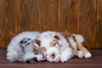 Two Australian Shepherd puppies sleeping in an embrace on a dark wooden background