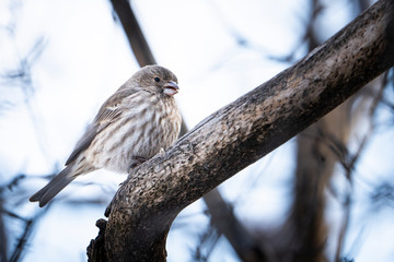 Perched  female House finch near a bird feeder during winter.