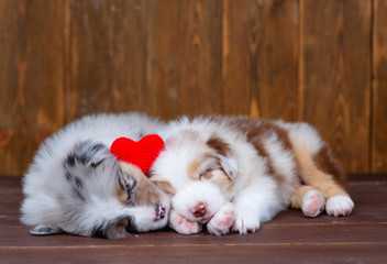 Australian Shepherd puppies sleeping hugging each other next to a red plush heart on a dark wooden background