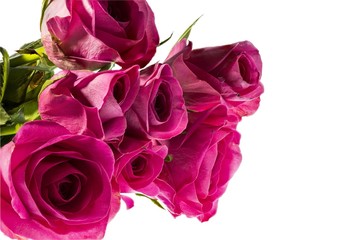 Gorgeous pink roses close up view isolated on white background. Beautiful backgrounds. Valentine day backgrounds. Postcard.