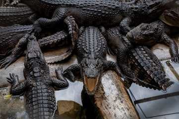  thailand wild green crocodile farm