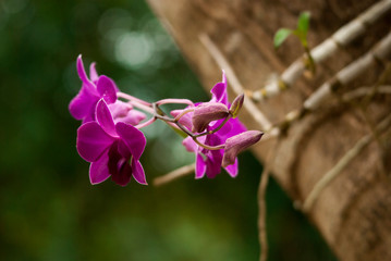Purpurowa orchidea