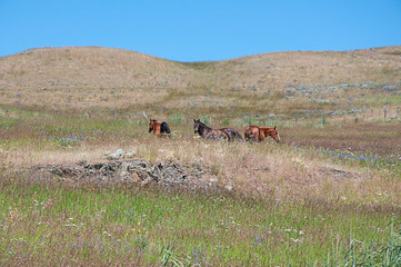 3 horses on range hill landscape