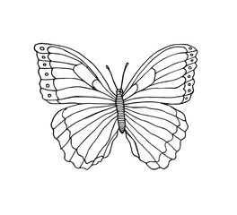 Vector hand drawn doodle sketch butterfly isolated on white background