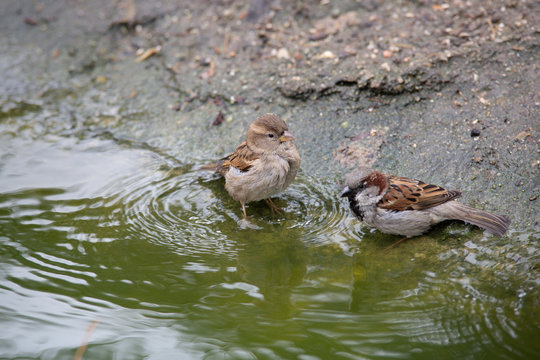 Gorriones dandose un ba&ntilde;o en una charca (Passer domesticus) en Madrid, Espa&ntilde;a