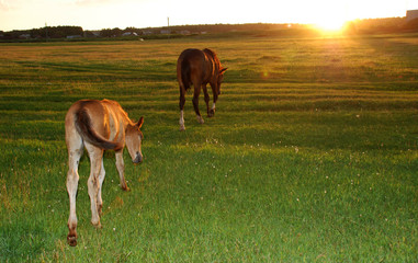 A little foal grazes with his mother.
