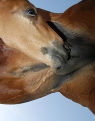 A foal sucks the udder of its mother.