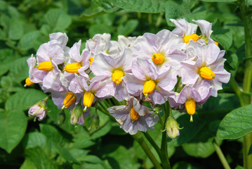 Flowering potatoes.