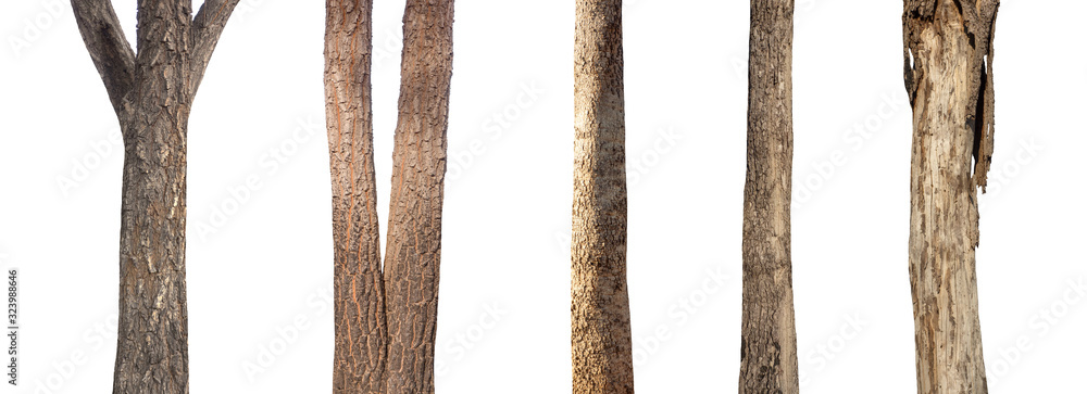 Poster isolated set tree trunk collection on white background.