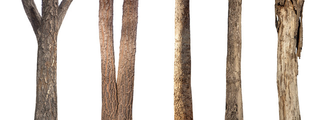 isolated set tree trunk Collection on White background.