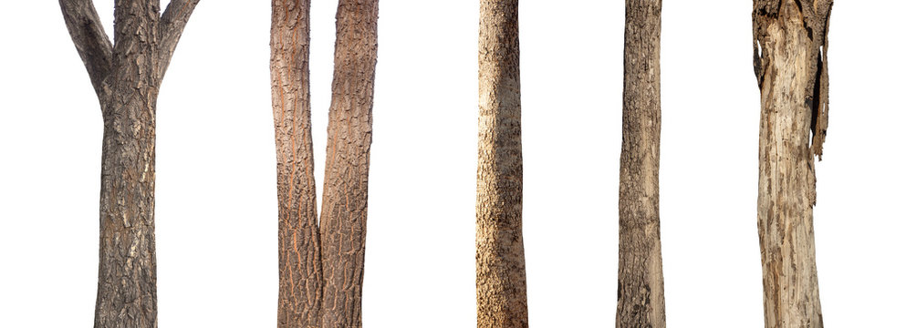 isolated set tree trunk Collection on White background.