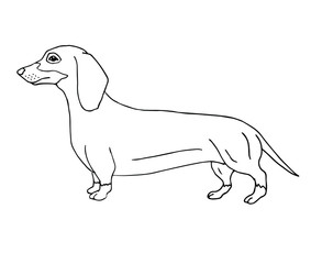 Vector hand drawn doodle sketch dachshund dog isolated on white background