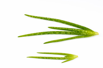 Young processes of aloe vera isolated on a white background.