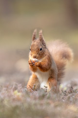 Eichhörnchen