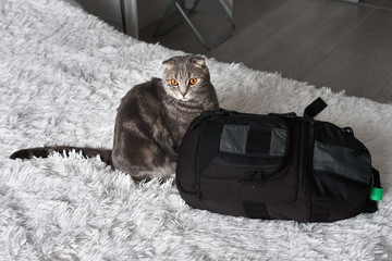 Funny curious grey tabby scottish fold cat with amber eyes sitting near photo bag on a bed with white blancket - Powered by Adobe