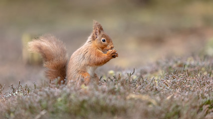 Eichhörnchen