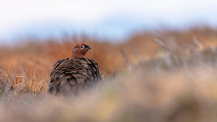 Moorschneehuhn