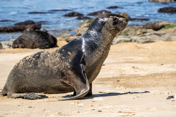 Seal at the beach