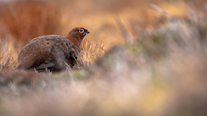 Moorschneehuhn