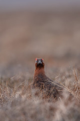 Moorschneehuhn