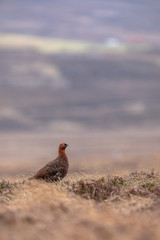 Moorschneehuhn