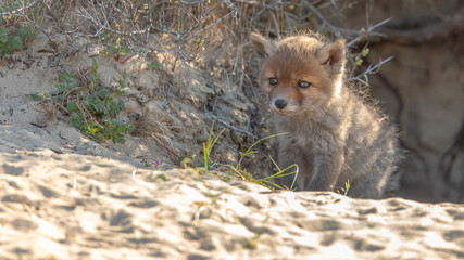 Welpen Fuchs