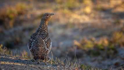 Auerhuhn