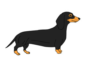 Vector hand drawn doodle sketch colored dachshund dog isolated on white background