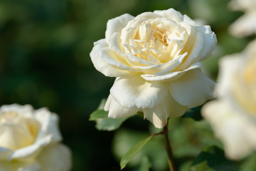 Natural bouquet of rose bushes growing in the garden. Multi-colored roses blooming in the natural environment. Beautiful flowering plant.