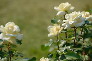 Natural bouquet of rose bushes growing in the garden. Multi-colored roses blooming in the natural environment. Beautiful flowering plant.