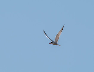 Fototapeta na wymiar arctic tern with clear skies.arctic tern in flight in summer