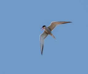 arctic tern with clear skies.arctic tern in flight in summer