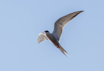 Obraz premium arctic tern with clear skies.arctic tern in flight in summer